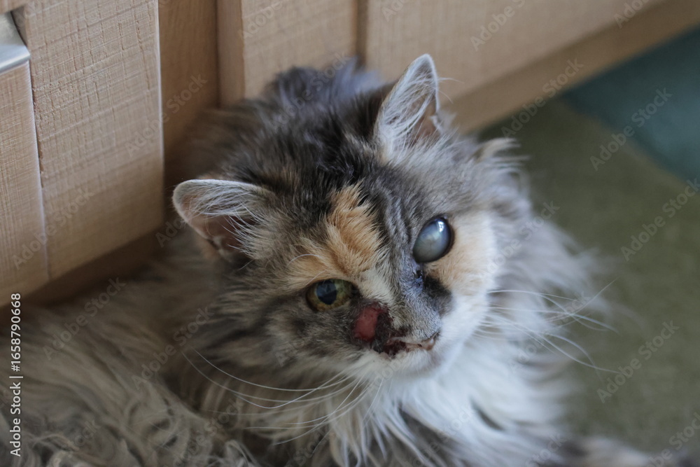 Obraz premium calico and white cat outdoors with green plants garden fur longhair etoile Longhaired calico and white cat with a distinct facial mark, shown in close-up. One eye appears cloudy, suggesting possible v