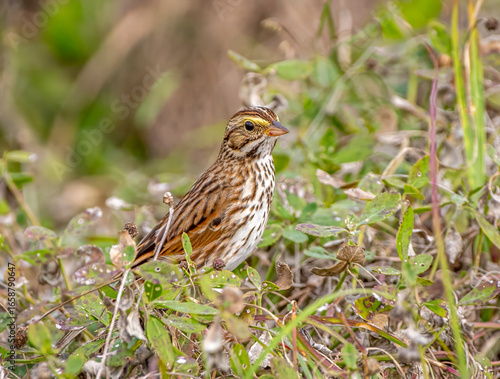 Wallpaper Mural Savannah Sparrow Torontodigital.ca