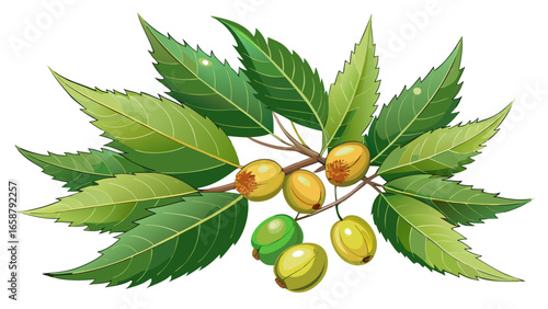 Medicinal neem leaves with fruits isolated on white glossy background