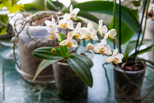 White blooming mini phalaenopsis orchid on the windowsill
