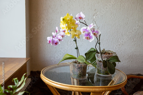 Bright multi-colored phalaenopsis orchids blooming in pots