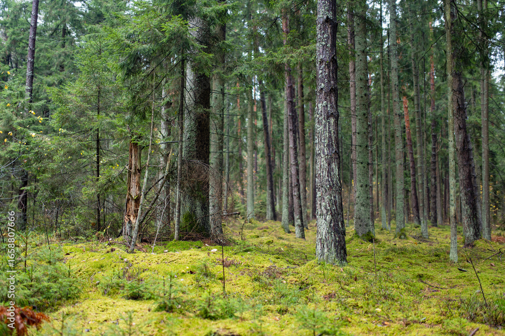 Fototapeta premium Serene Lithuanian forest with tall pines, moss-covered ground, and lush greenery creating a peaceful, untouched atmosphere.