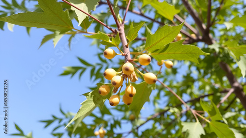 Siamese neem tree, Nim, Margosa, Quinine (Azadirachta indica A.