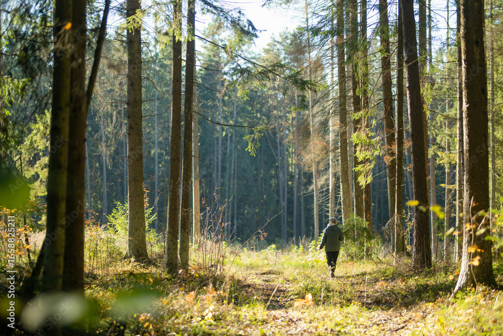 Fototapeta premium Person walks along a sunlit forest path carrying a bag, surrounded by tall trees and autumn foliage.
