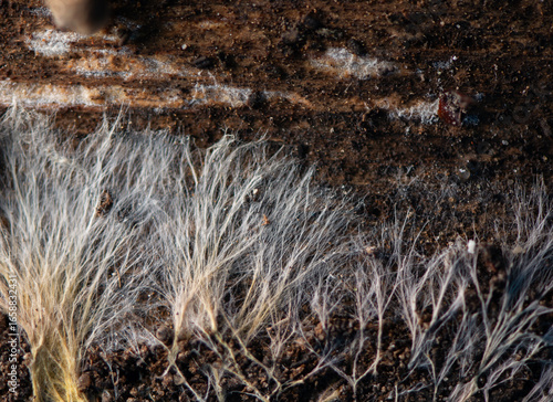 Fungal mycelium natural pattern on an old wooden surface. Fungal mycelium the vegetative part of a fungus, consisting of a network of fine white, yellowish, or slightly pinkish filaments.