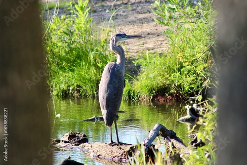 Majestic Heron Standing Near Tranquil Waters Surrounded by Lush Green Vegetation on a Sunny Day in a Serene Natural HabitatMajestic Heron Standing Near Tranquil Waters Surrounded by Lush Green Vegetat