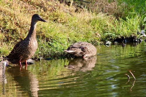 Ducks by the Calm Waters of a Natural Pond in a Serene Countryside Setting During Bright Daylight
