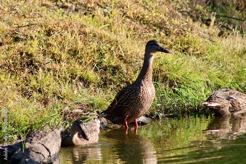 Ducks by the Calm Waters of a Natural Pond in a Serene Countryside Setting During Bright Daylight