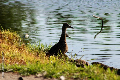 Ducks Resting by the Tranquil Water's Edge at a Serene Lakeside Park on a Sunny Day