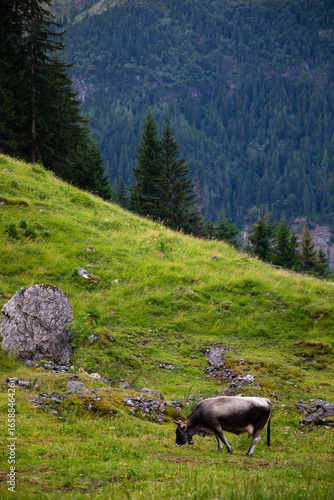 cow grazing in grassy field in the distance in the mountains