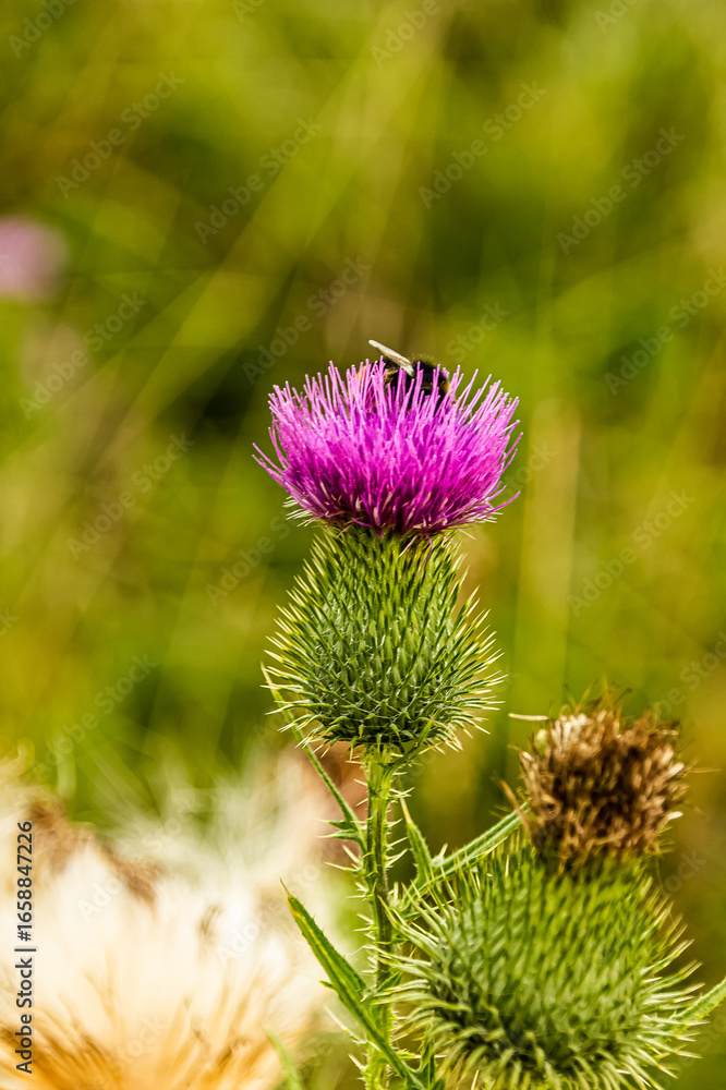 Summer in the fields, Bumblebee on Purple Thistle in Summer. Summer in the fields, Bumblebee on Purple Thistle in Summer.