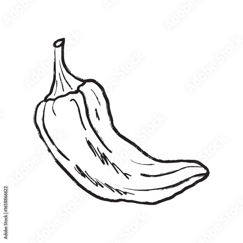 Hot spicy chili pepper in black brush stroke texture isolated on white. Hand drawn vector sketch illustration in vintage charcoal ink. Cayenne pepper design, market label, menu design