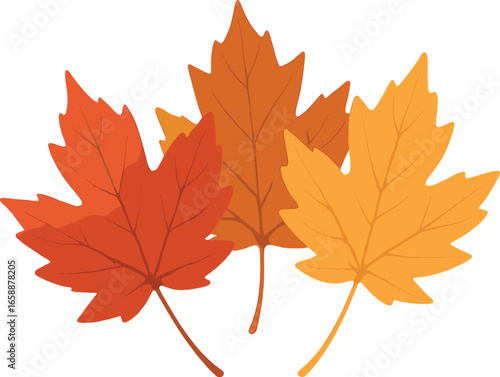 Three autumn leaves in shades of red, orange, and yellow are grouped together, slightly overlapping. They vary in size, creating a dynamic composition
