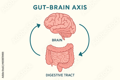 A diagram showing the gut-brain axis, with the brain and digestive tract linked by arrows. The layout is linear, with arrows creating dynamic movement
