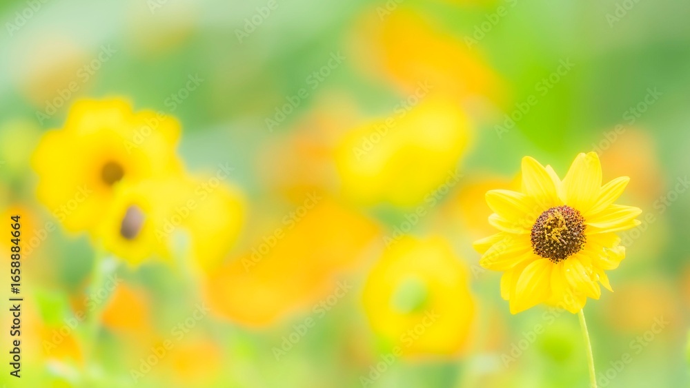 Fototapeta premium 夏から秋の公園や花壇を彩るヒマワリ(ミニヒマワリ)のある風景。自然風景素材。日差しでやわらかくボケた景色。ぼんやりした花畑のイメージ。
