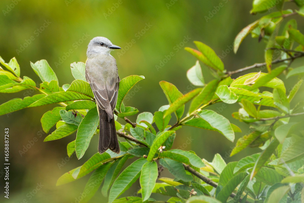 Fototapeta premium Amor por el entorno