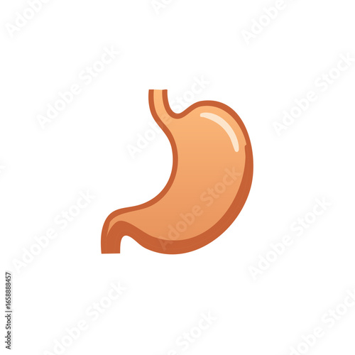 Stomach illustration highlighting internal organ anatomy and gastric system health