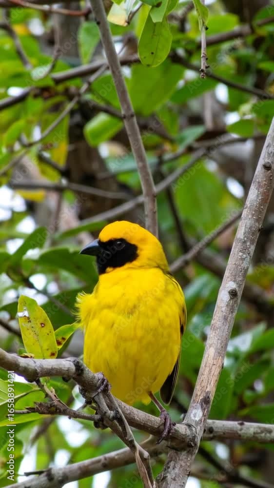 Yellow bird perched on tree branch Yellow bird perched on tree branch