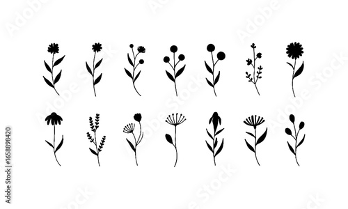 Delicate Line Botanicals. Fine-line botanical illustrations with small leaves and rounded blossoms for elegant natural compositions.