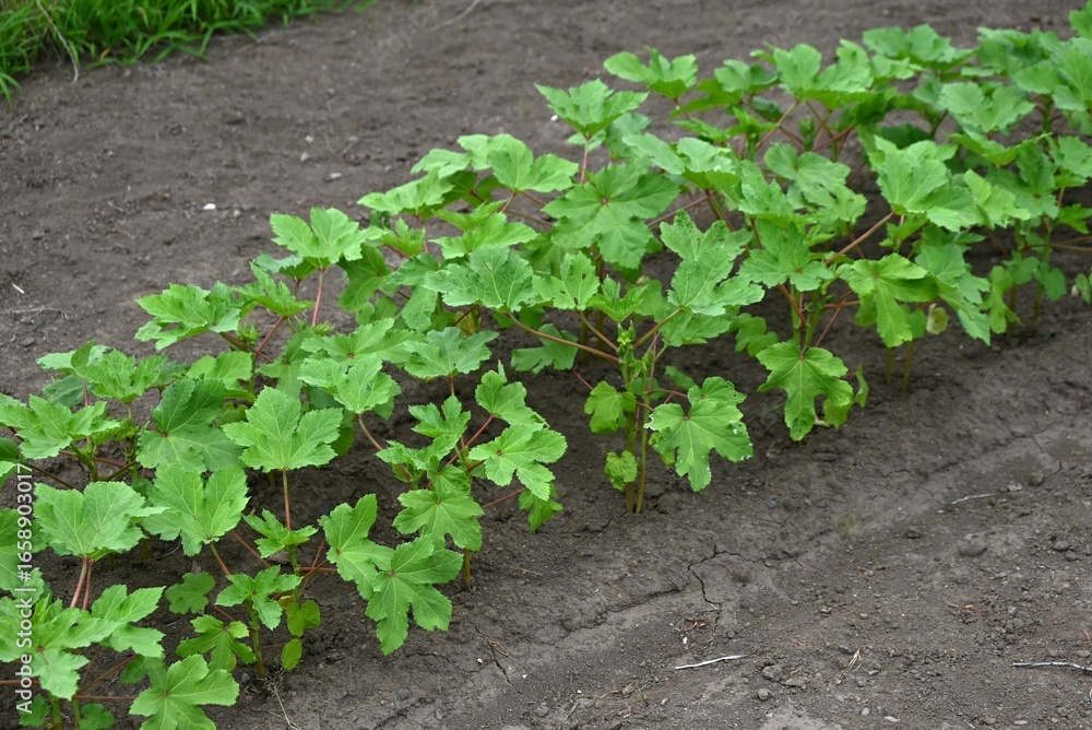 Obraz premium Okra cultivation. An edible fruit of the Malvaceae . Okra is a green and yellow vegetable rich in dietary fiber and vitamins. Seeds are sown in the spring and harvested in the summer.