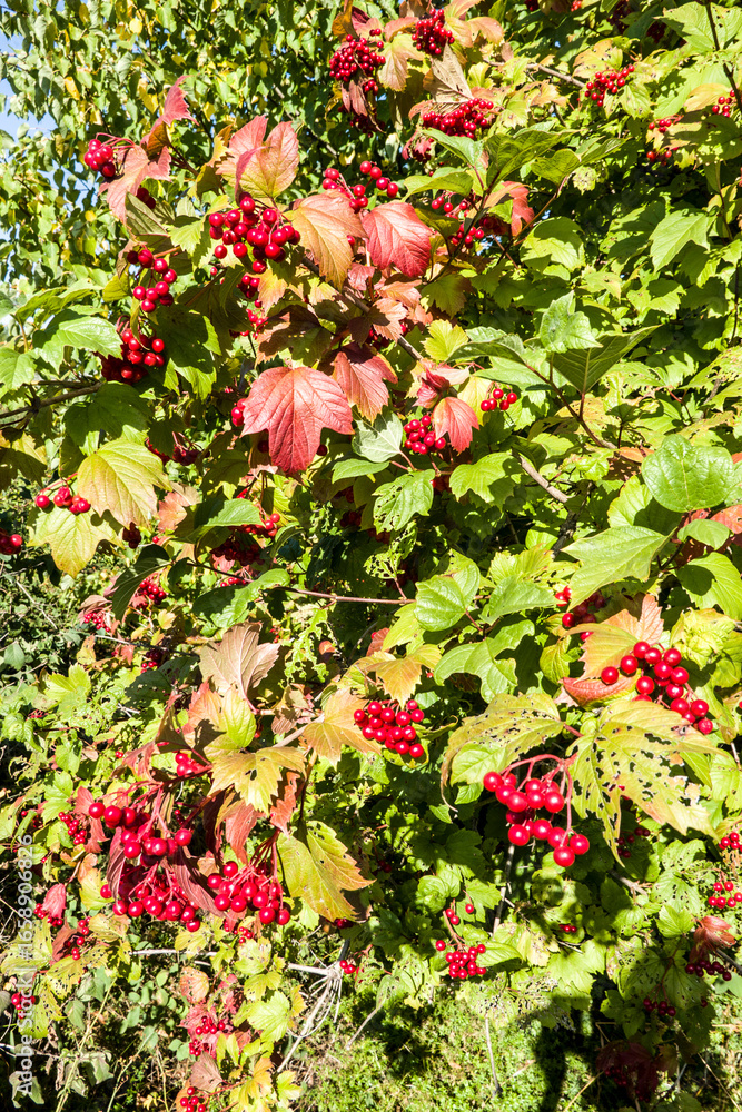 Obraz premium Gewöhnlicher Schneeball (Viburnum opulus) - fruchtend