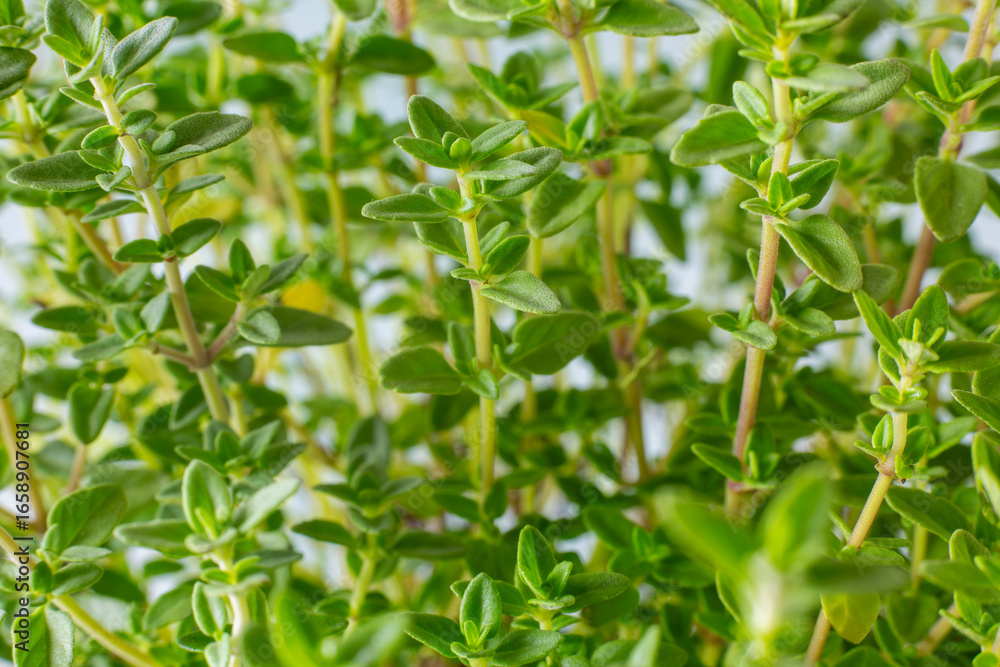 Thyme plant growing in organic herb garden. Green thyme background.Aromatic herbs. Close up Thyme plant growing in organic herb garden. Green thyme background.Aromatic herbs. Close up