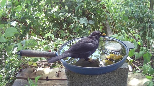 Amsel (Turdus merula) oder Schwarzdrossel badet und trinkt Wasser in einer alten Bratpfanne
