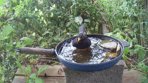 Amsel (Turdus merula) oder Schwarzdrossel badet und trinkt Wasser in einer alten Bratpfanne
