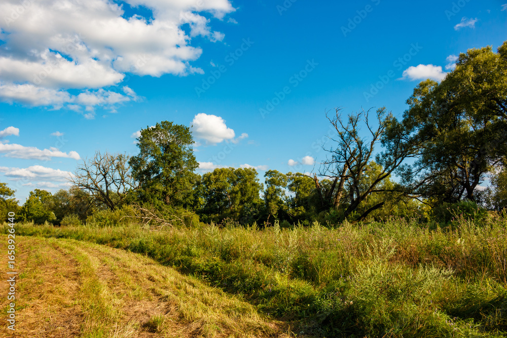 Obraz premium Natural landscape with trees growing by the river against the blue sky