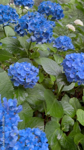 A panning shot of eye-catching blue hydrangeas