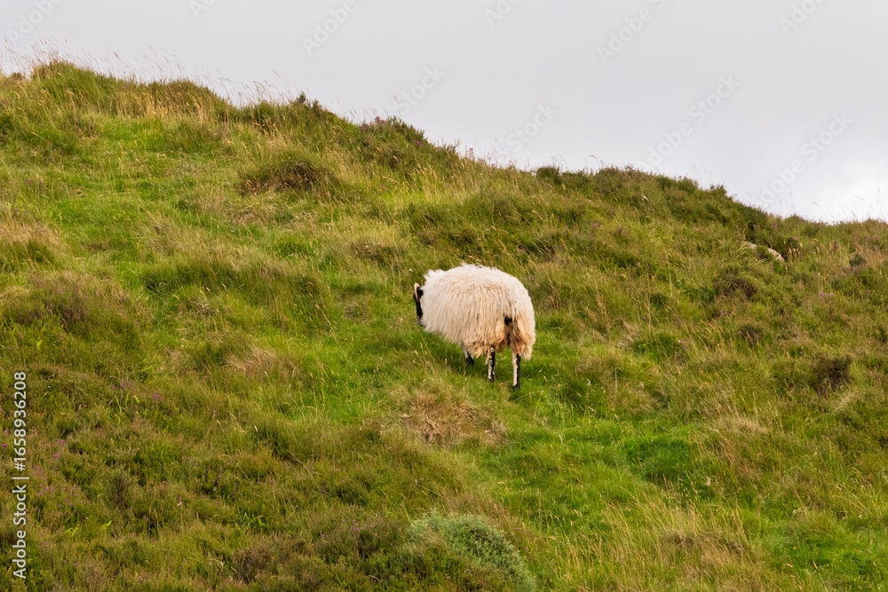 Fototapeta premium A sheep is grazing on a hillside
