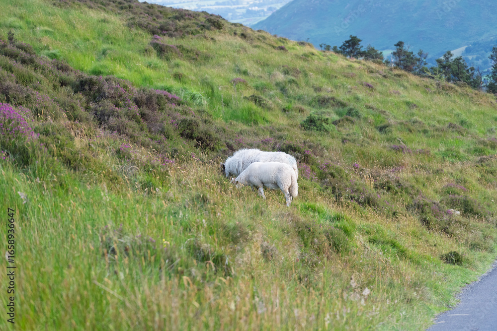 Fototapeta premium Two sheep grazing on a hillside