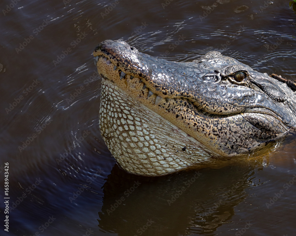 Fototapeta premium American Alligator Puffed up Ready to Bellow