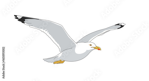 Elegant seagull soars effortlessly across a canvas of pure white, evoking freedom and the wild allure of the endless marine horizon