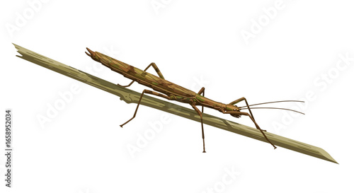Detailed digital illustration of a stick insect perched upon a slender branch evoking naturalistic detail and camouflage mimicking bark texture,