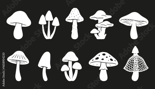 Silhouettes of different species of mushrooms. Boletus, Psilocybe, Amanita muscaria, Pleurotus ostreatus, Agaricus campestris, Mycena, Coprinus, Hypholoma, Phallus indusiatus, armillaria mellea.