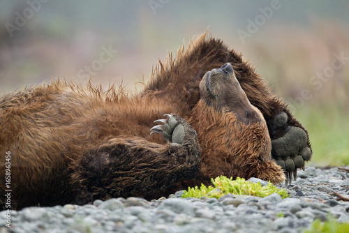 Relaxing brown bear sleeping on its back