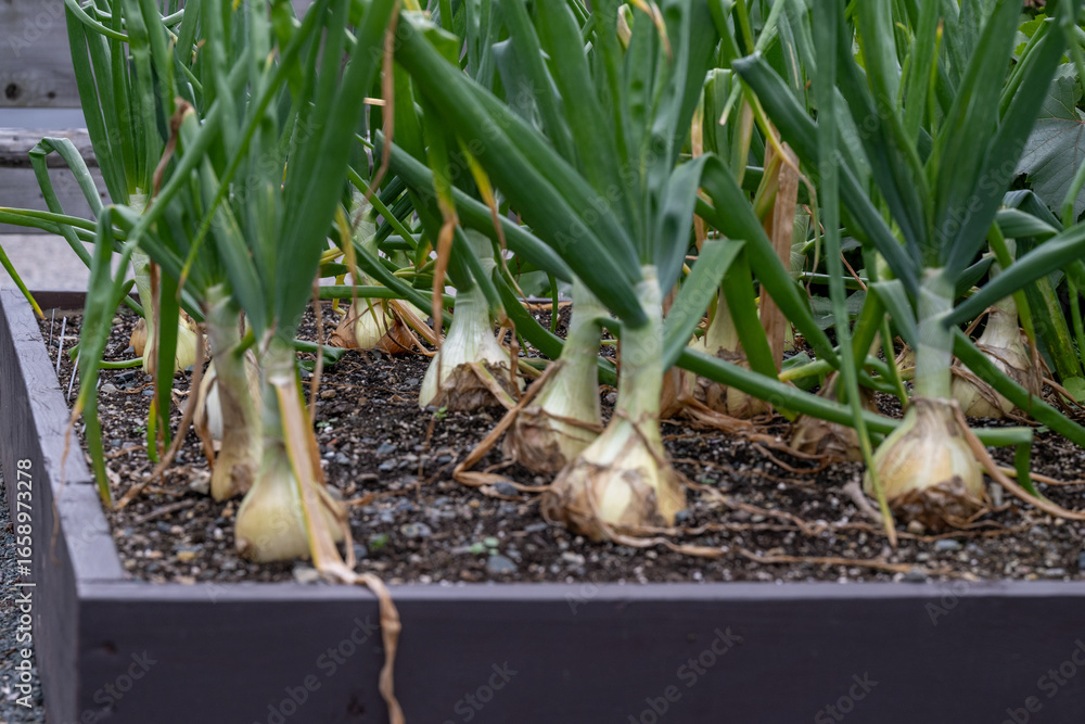 Obraz premium An above-ground brown wooden garden box filled with growing white onions. The vegetable has tall, thick, lush green stalks attached to white, papery skinned bulbs. The root vegetables are edible. 