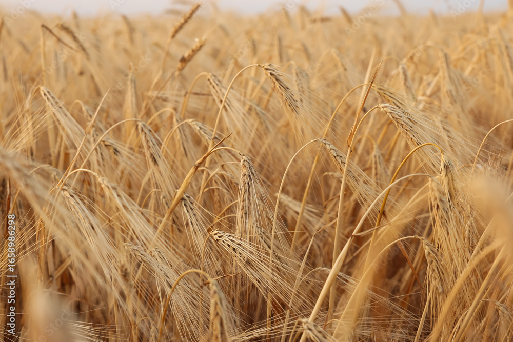 Fototapeta premium Golden wheat ears growing in field, closeup