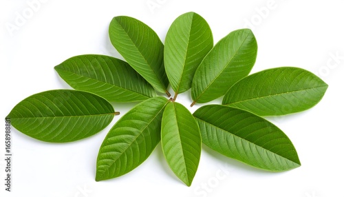 Fresh guava leaves arranged in a circle