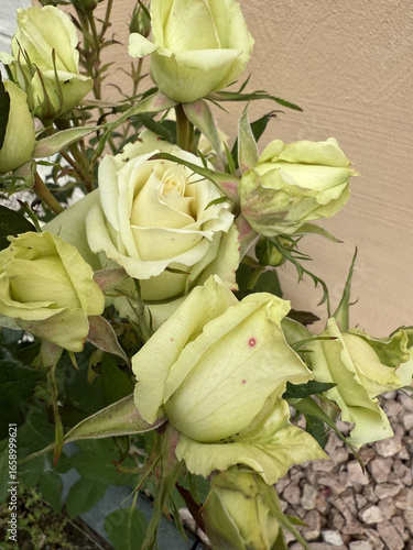 Roses Rosids Flower Love Red Yellow White Thorns Plant Shrub Spines Wild Roses Cultivated Roses Blossoms Bouquet Gift Valentine's Day Wedding Anniversary Meadow Gardener Water Spines Ornamental Plant 