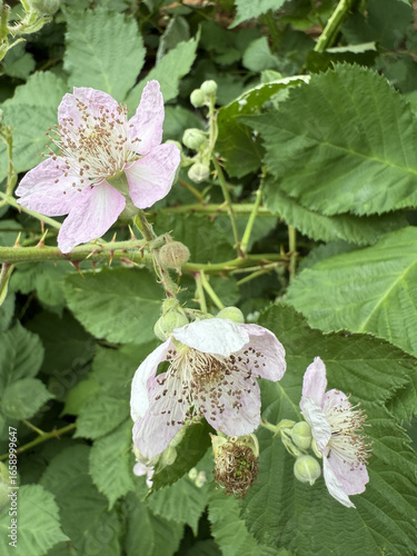 Brombeere Rubus Blackberry Hecke Dornen Stachel Beere Heilpflanze Obst Rosaceae, hedge thorns spine berry Juice fruit rosaceae Purple jam lila flower pink Marmelade jam medicinal plant Beere salad