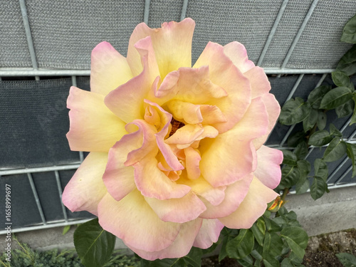 Roses Rosids Flower Love Red Yellow White Thorns Plant Shrub Spines Wild Roses Cultivated Roses Blossoms Bouquet Gift Valentine's Day Wedding Anniversary Meadow Gardener Water Spines Ornamental Plant 