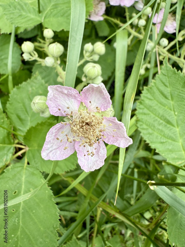 Brombeere Rubus Blackberry Hecke Dornen Stachel Beere Heilpflanze Obst Rosaceae, hedge thorns spine berry Juice fruit rosaceae Purple jam lila flower pink Marmelade jam medicinal plant Beere salad