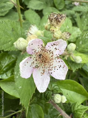 Brombeere Rubus Blackberry Hecke Dornen Stachel Beere Heilpflanze Obst Rosaceae, hedge thorns spine berry Juice fruit rosaceae Purple jam lila flower pink Marmelade jam medicinal plant Beere salad