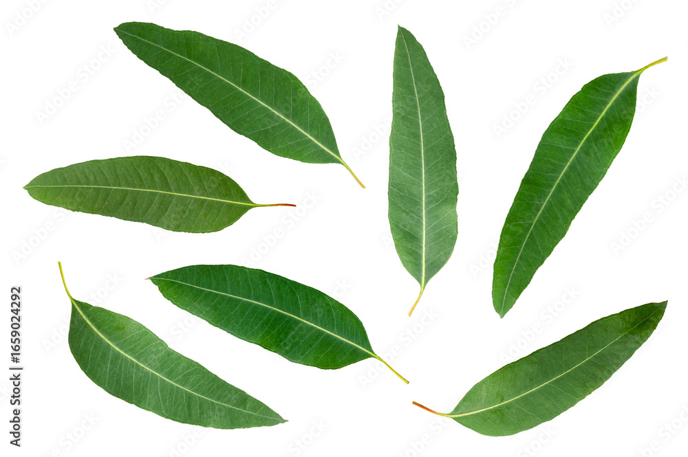 Naklejka premium Eucalyptus green leaves collection isolated on white background