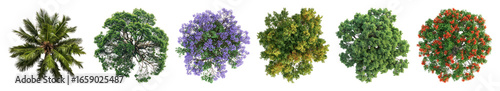 PNG Colorful tree canopy collection, element set on transparent background