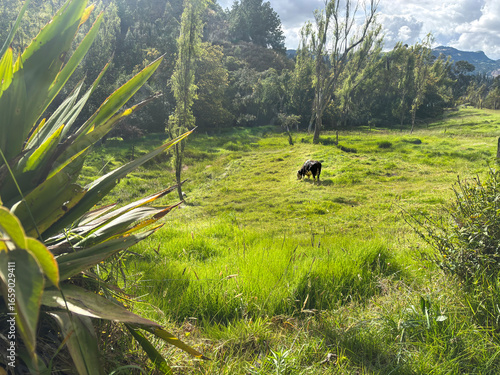 Cow grazing in lush green meadow with trees