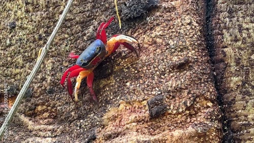 Colorful crab on sandy rock surface in tropical environment