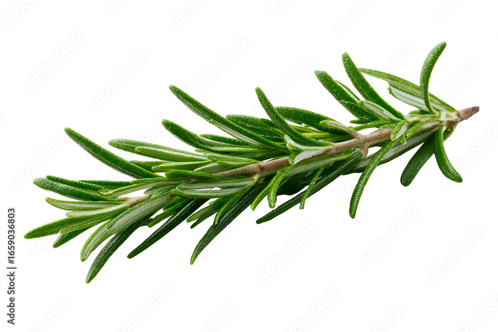 Fototapeta premium Fresh Rosemary Sprig Isolated on Black Background